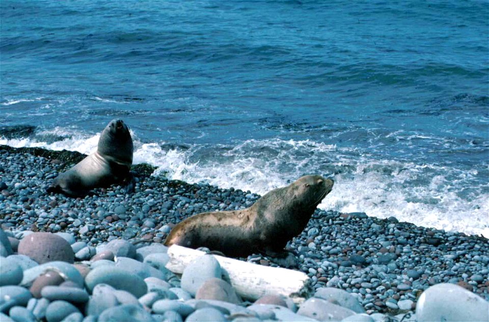 Image title: Steller sea lions marine mammals on rocky beach
Image from Public domain images website, http://www.public-domain-image.com/full-image/fauna-animals-public-domain-images-pictures/seals-an