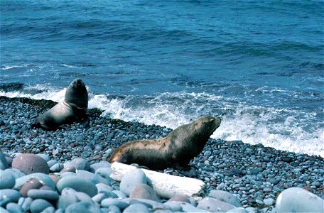 Image title: Steller sea lions marine mammals on rocky beach Image from Public domain images website, http://www.public-domain-image.com/full-image/fauna-animals-public-domain-images-pictures/seals-an photo