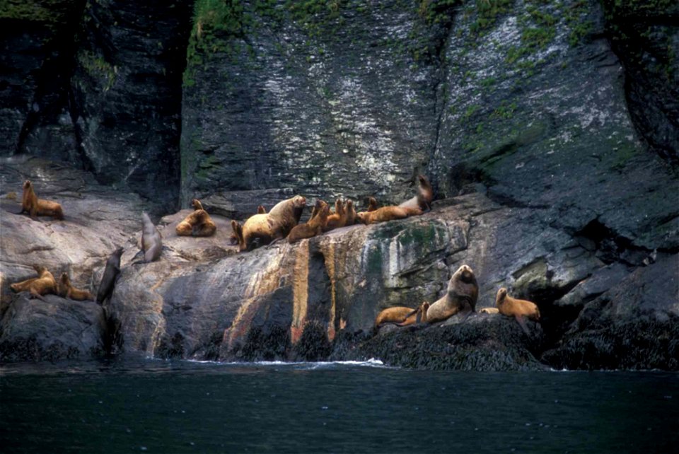 Image title: Steller sea lions on rocks near water eumetopias jubatus
Image from Public domain images website, http://www.public-domain-image.com/full-image/fauna-animals-public-domain-images-pictures