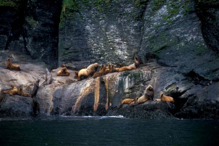 Image title: Steller sea lions on rocks near water eumetopias jubatus Image from Public domain images website, http://www.public-domain-image.com/full-image/fauna-animals-public-domain-images-pictures photo