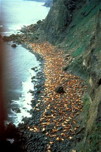 Image title: Stellers sea lion rookery Image from Public domain images website, http://www.public-domain-image.com/full-image/fauna-animals-public-domain-images-pictures/seals-and-sea-lions-public-dom photo