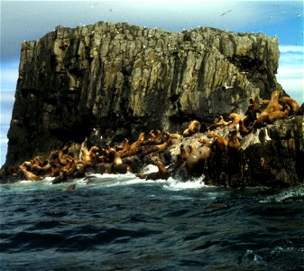 Steller sea lions haul out at the Aiugunak Pinnacles in the Alaska Maritime National Wildlife Refuge (http://alaska.fws.gov/nwr/akmar/index.htm). (Ed Bailey/USFWS)