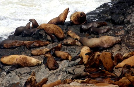 Steller Sea Lions You are free to use this image with the following photo credit: Peter Pearsall/U.S. Fish and Wildlife Service photo