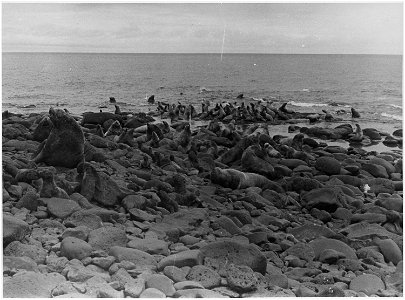 Seal rookery photo