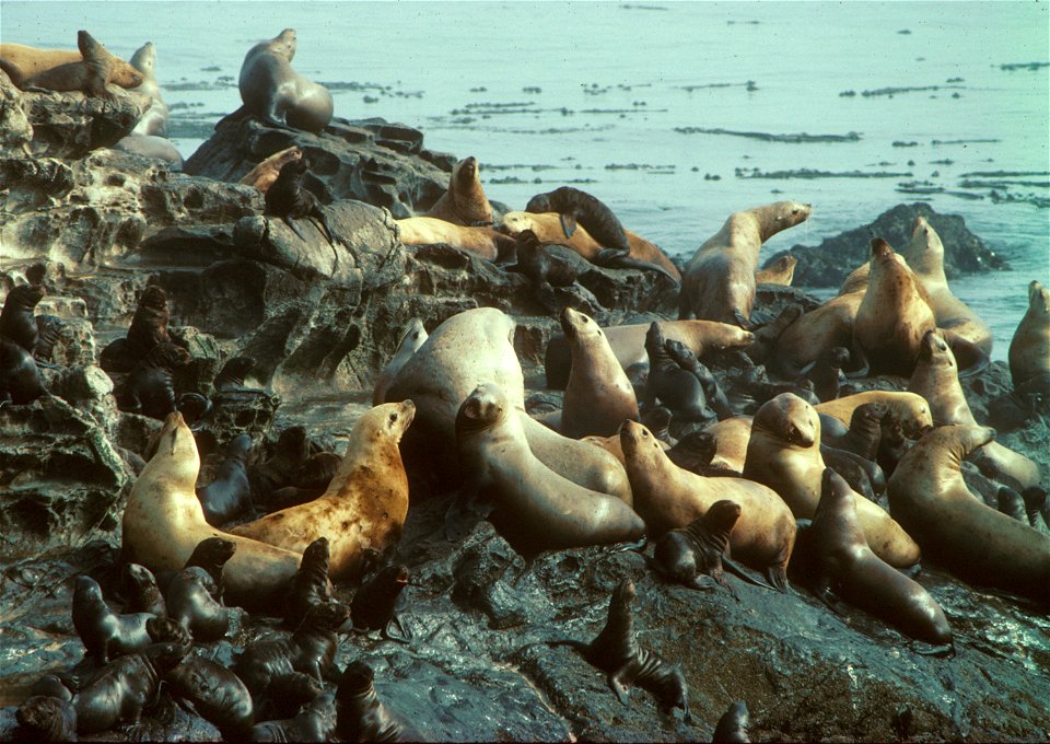 Steller Sea Lion Rookery on Pyramid Rock Oregon Islands National Wildlife Refuge, OR

Pyramid Rock on the Rogue Reef Unit of Oregon Islands National Wildlife Refuge is the largest rookery for threaten