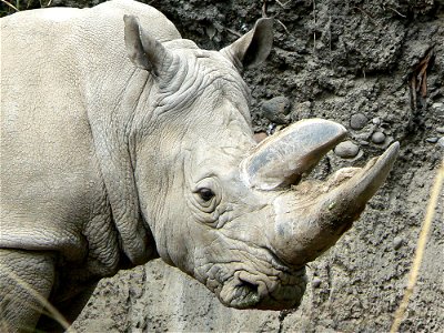 white rhinoceros from the zoo in mexico city photo