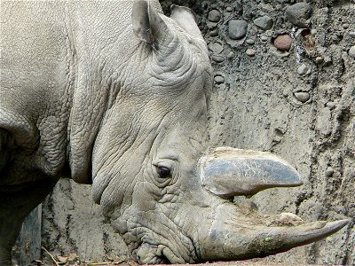 white rhinoceros from the zoo in mexico city photo