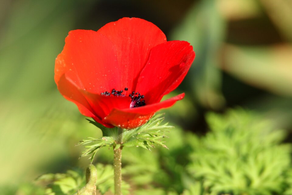 Anemone red nature