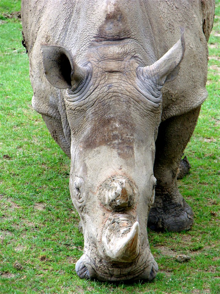 Southern white rhinoceros (Ceratotherium simum simum). ZooParc de Beauval,Loir-et-Cher,France.