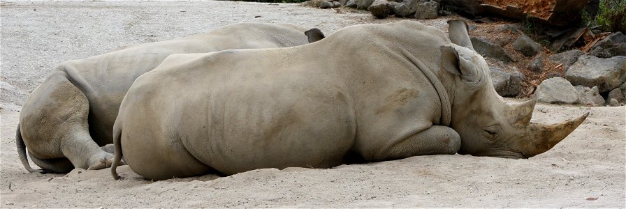 Southern white rhinoceros, Auckland Zoo photo