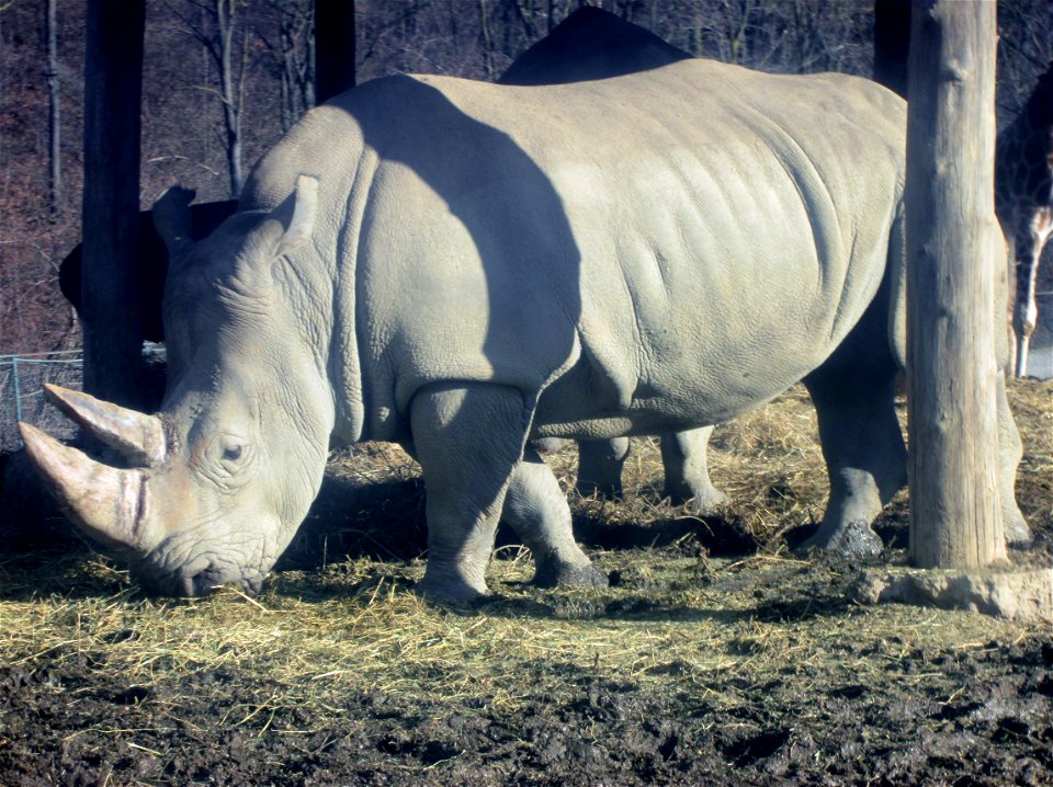 The White Rhyno in Pombia ITALY