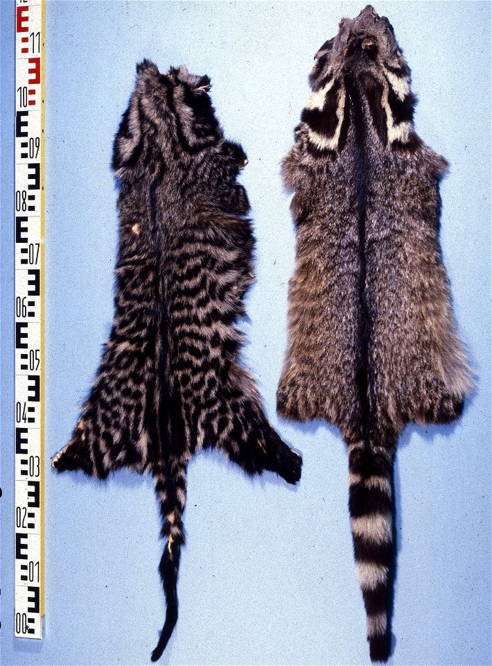 African ziveth (Viverra zivetta) & Large indian civet (Viverra zibetha). Fur skin collection, Bundes-Pelzfachschule, Frankfurt/Main, Germany