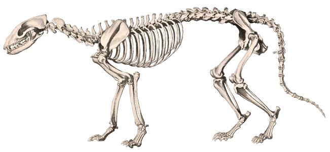 skeleton of African civet