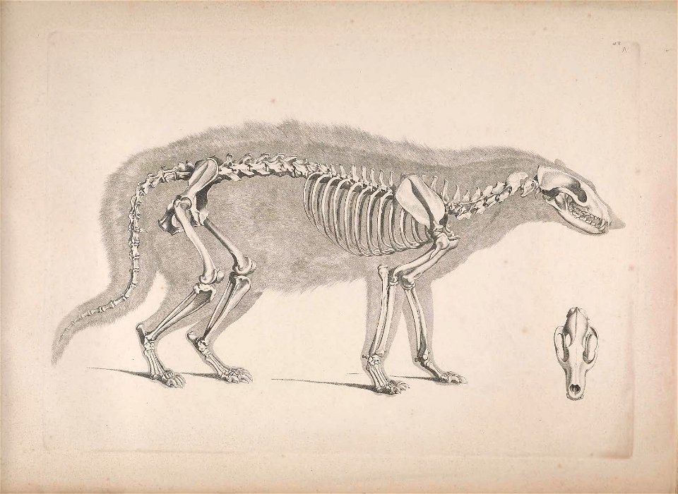 skeleton of African civet
