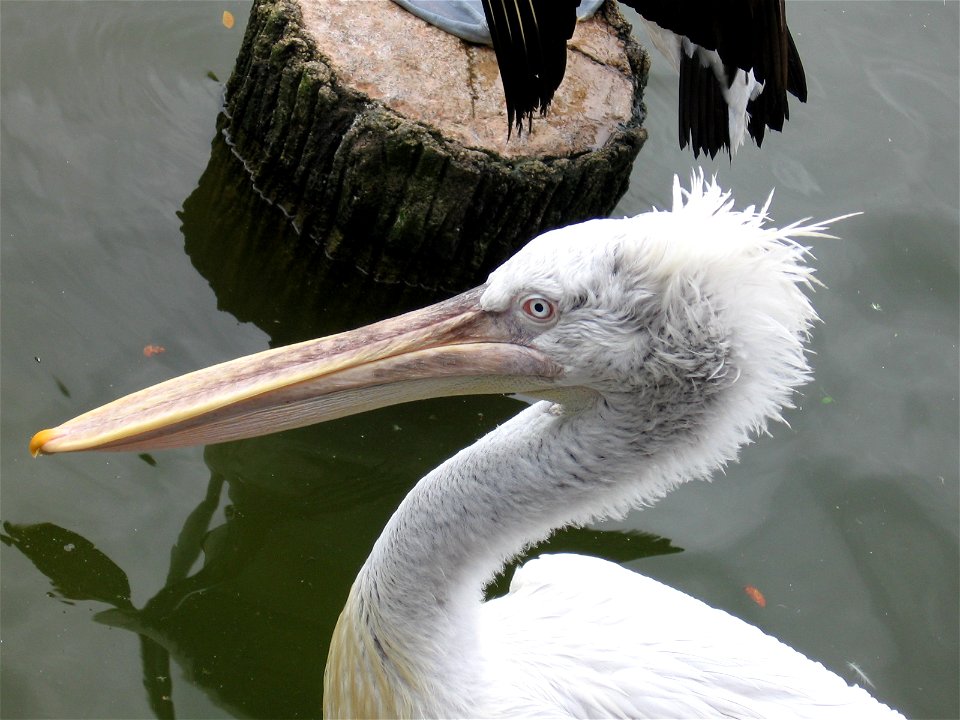 Dalamatian Pelican. Taken by myself in Oct 05.