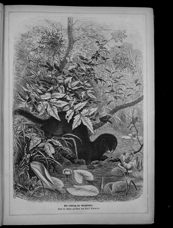 Die Gartenlaube (The Garden Arbor)