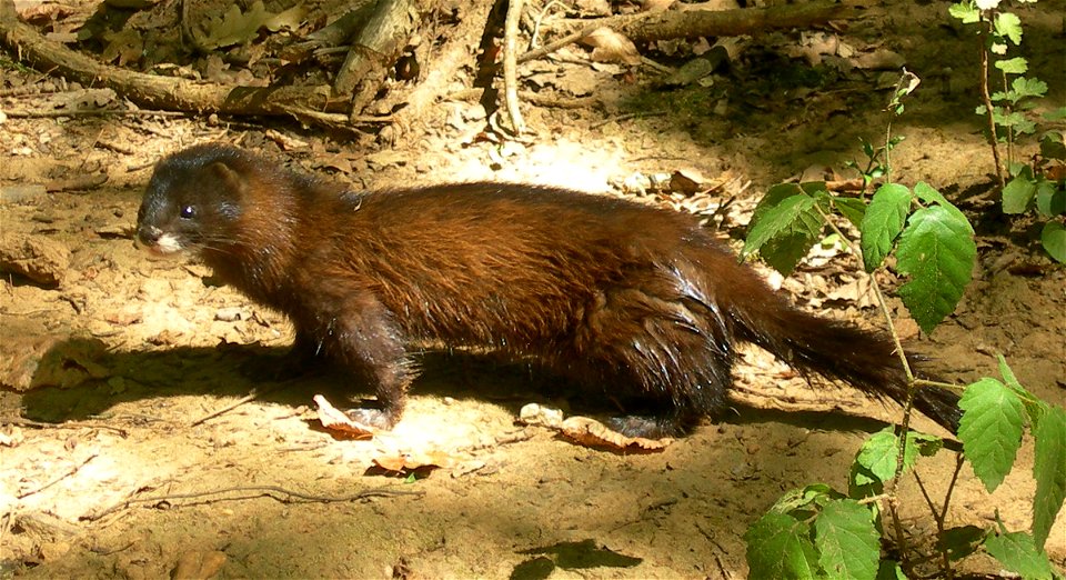 A European mink.