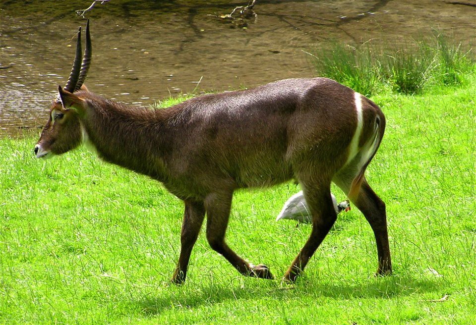 Waterbuck Kobus ellipsiprymnus at Cricket St Thomas Wildlife Park, Somerset, England.
