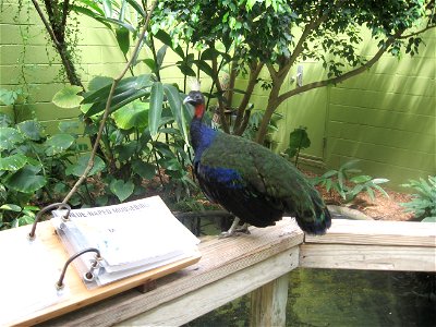 A Congo Peafowl at the OKC Zoo