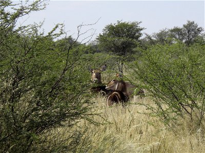 Couple of Waterbucks, Namibia