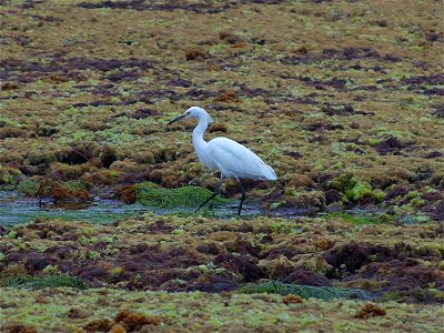 I am using this photo of a heron for an environmental example.