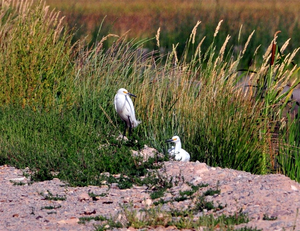 Snowy egrets.  Photo by Keith Penner