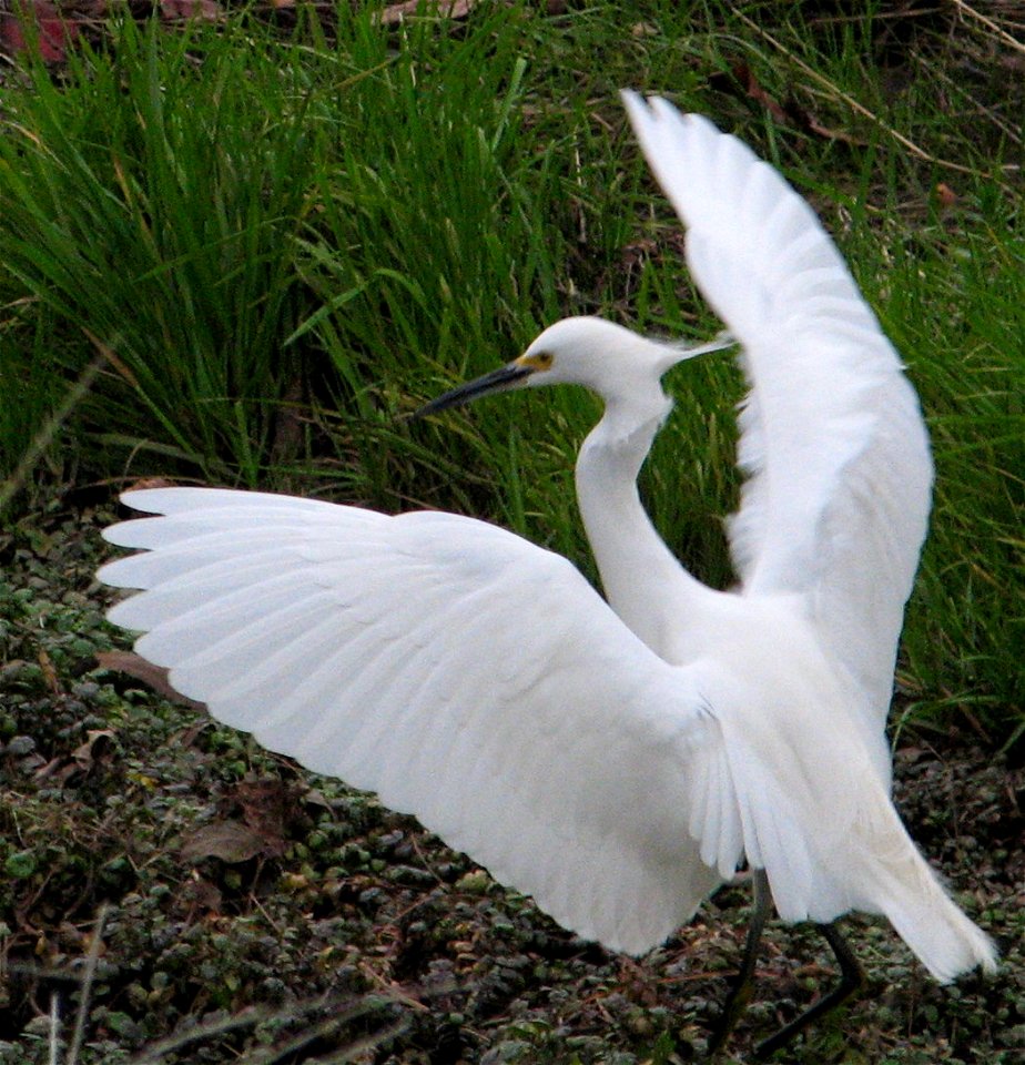 A Snowy Egret landing in a small pond to look for food.