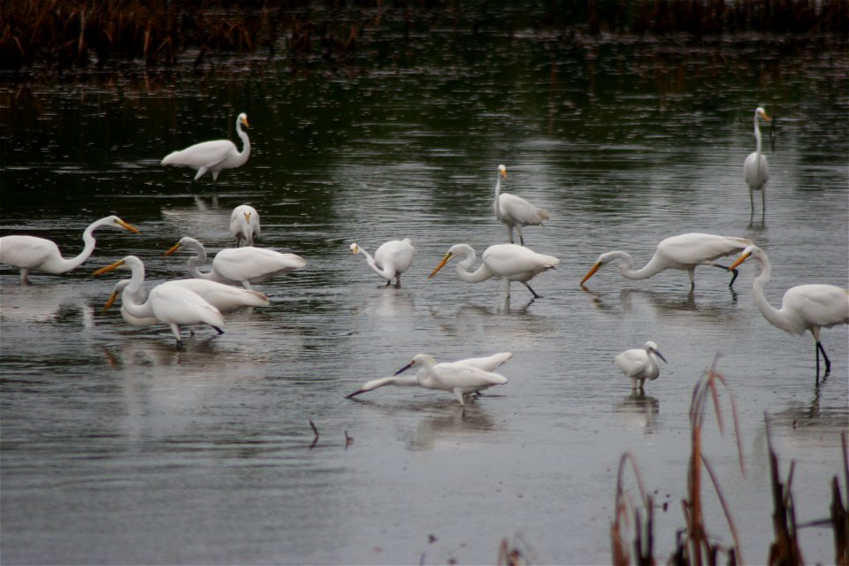 Credit: Bill Butcher/USFWS