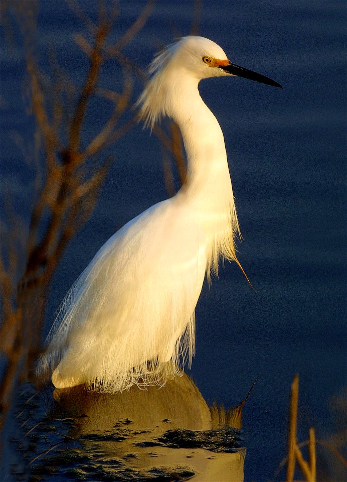 Photo of the Week - 7/30/12

Snowy egret photographed at John Heinz National Wildlife Refuge at Tinicum in Philadelphia, PA.


Credit: Ron Holmes/USFWS