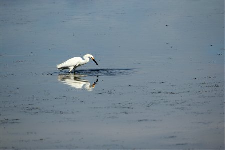 Snowy Egret wading in water with a bug in its beak. Entrant in Bear River Refuge 2014 photo contest in bird life category. Photo Credit: Jerry Whetstone / USFWS photo