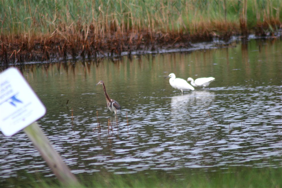 Credit: Bill Butcher/USFWS