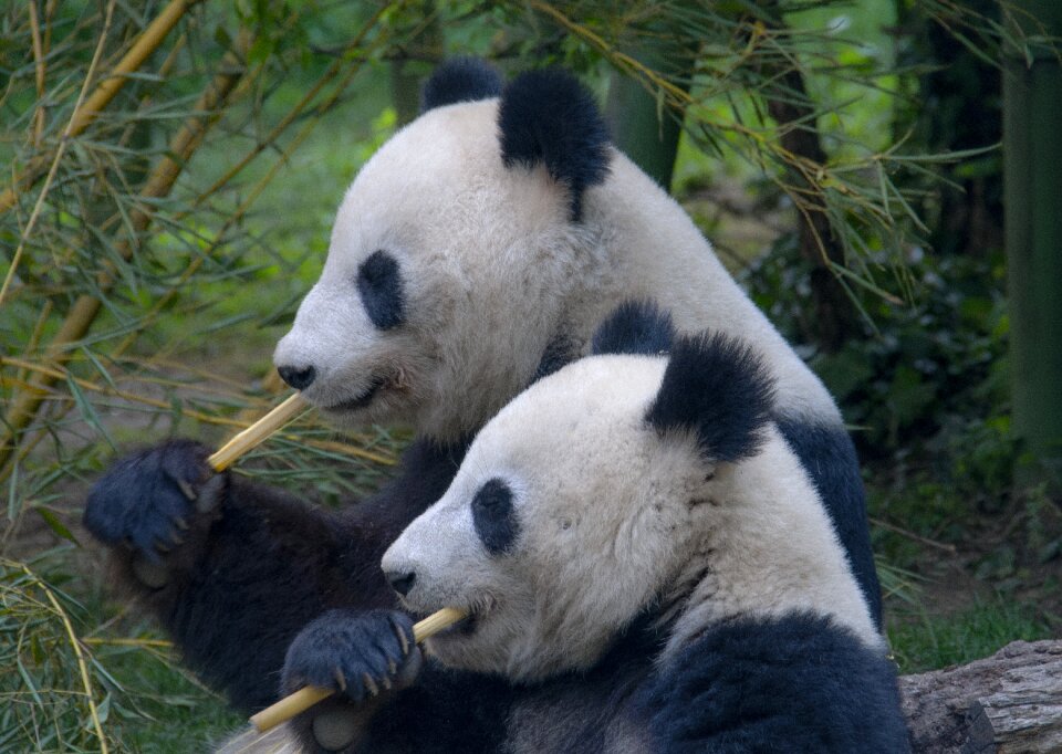 Cute bamboo portrait
