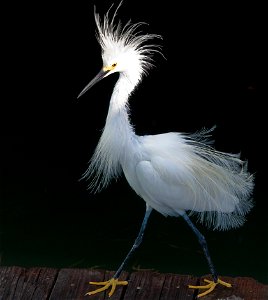 Photo of a snowy egret with full plume walking on a pier. photo