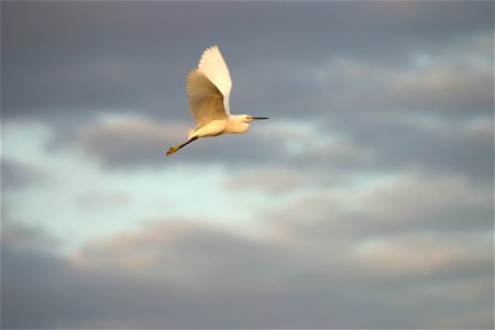 Snowy Egret- Flying, NPSPhoto, R. Cammauf photo