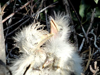 Snowy Egret Chicks at Chase Lake NWR. photo