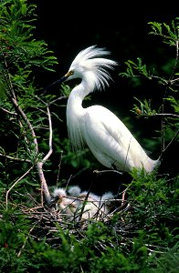 Snowy Egret (Egretta thula) This is a on the English language Wikipedia (Featured pictures) and is considered one of the finest images. See its nomination here. If you think t photo