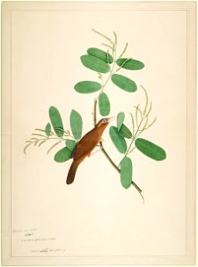 Hwamei on Terminalia Branch