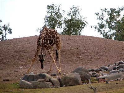 Giraffe bending down.