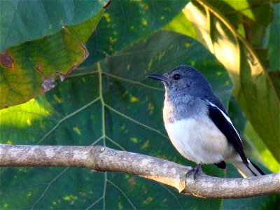 Female Oriental Magpie Robin, Kolkata
