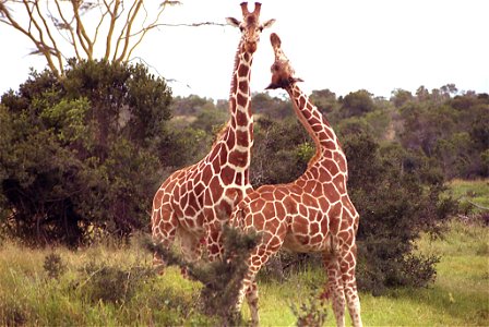 Giraffes in Sweetwaters Tented Camp in Kenya