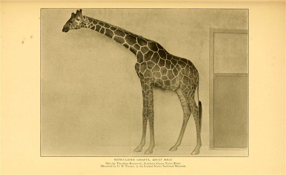 Life-histories of African game animals,  by Theodore Roosevelt and Edmund Heller; with illustrations from photographs, and from drawings by Philip R. Goodwin; and with forty faunal maps ...