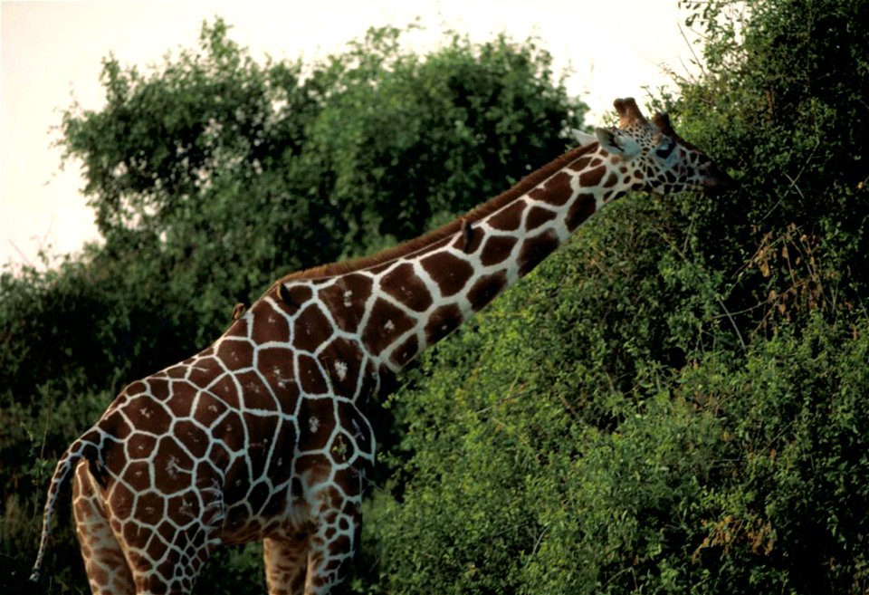 Image title: Reticulated giraffe in a national park of Kenya
Image from Public domain images website, http://www.public-domain-image.com/full-image/fauna-animals-public-domain-images-pictures/giraffe-