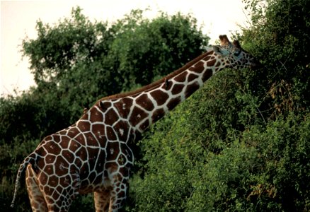 Image title: Reticulated giraffe in a national park of Kenya
Image from Public domain images website, http://www.public-domain-image.com/full-image/fauna-animals-public-domain-images-pictures/giraffe-