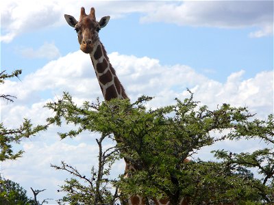 Reticulated giraffe kenya photo