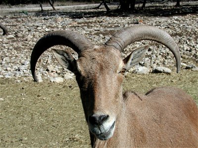 Female at the Wildlife Ranch in San Antonio (Texas).