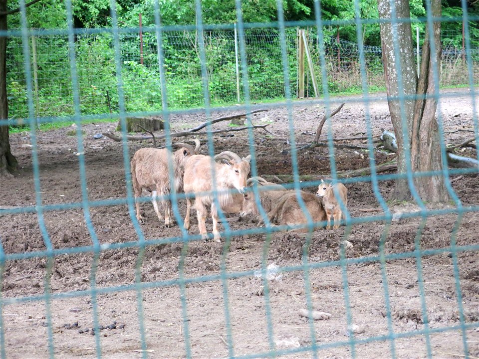 Barbary sheep in the zoo of the bois d'Attily (Seine-et-Marne, France).