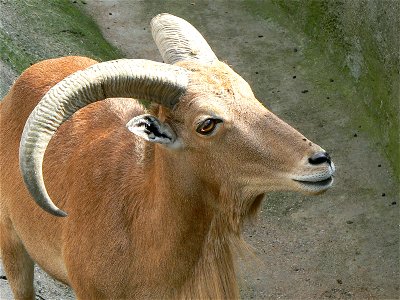 barbary sheep / Ammotragus lervia /Mähnenspringer photo