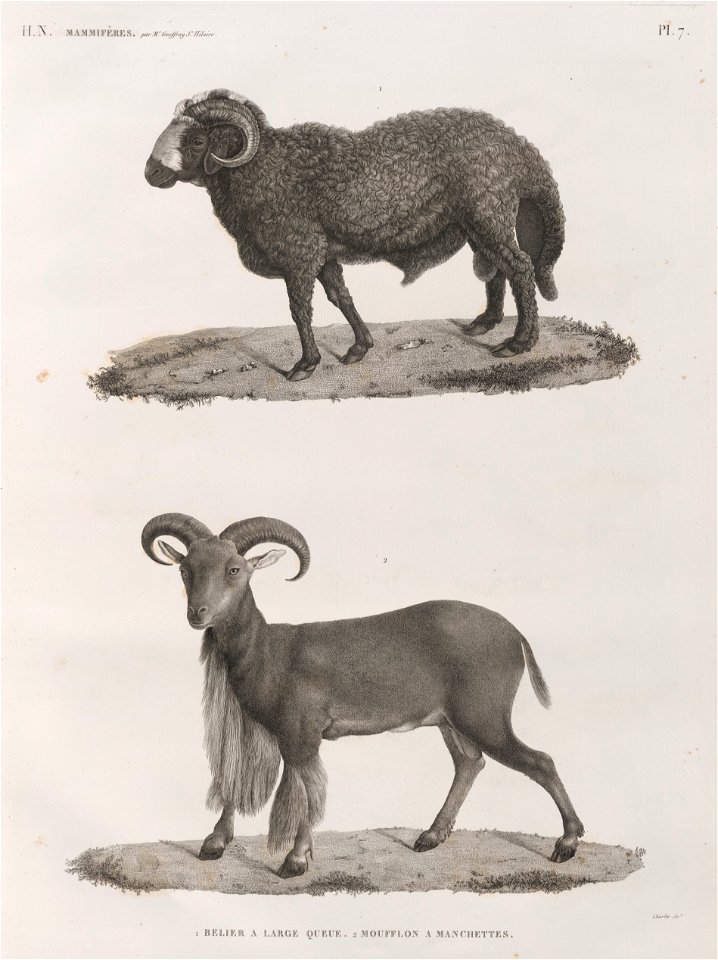 . 1. Fat-tailed sheep.   2. Barbary sheep.
