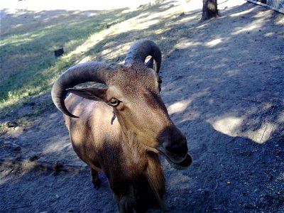 Ammotragus lervia in Rostov zoo.