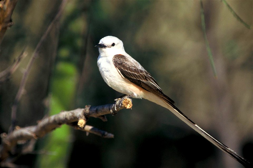 Scissor-tailed Flycatcher
Source	WO-1527-8119